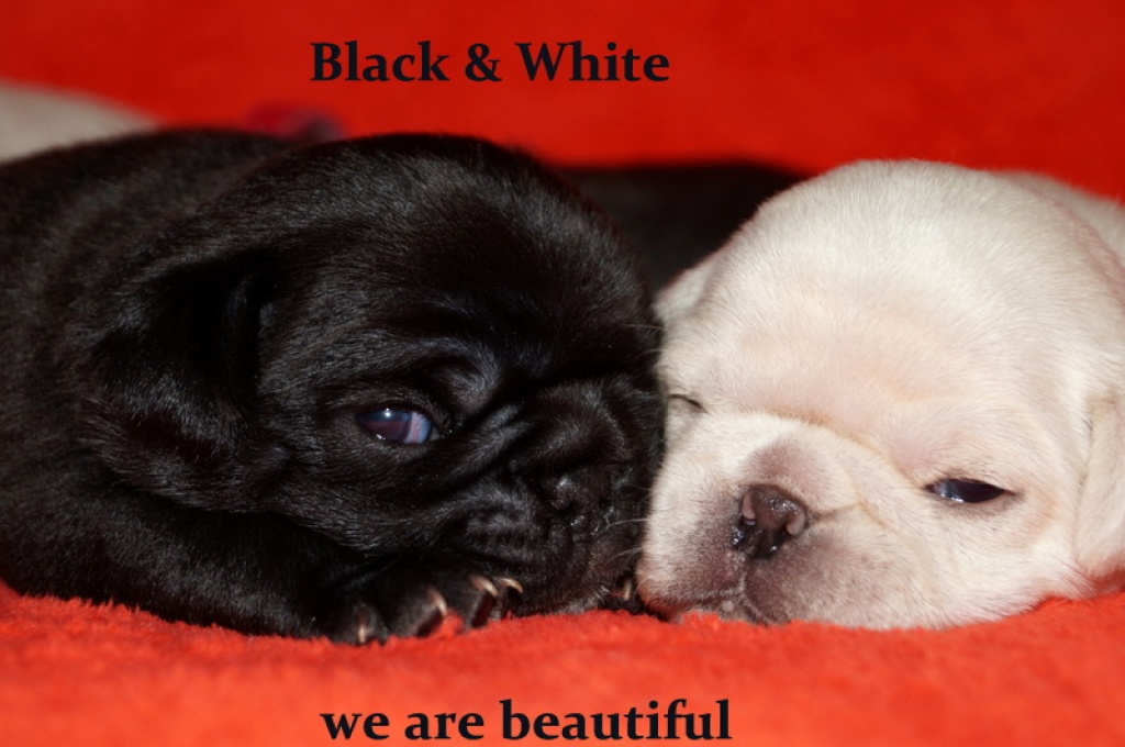 Zauberhafte Mopswelpen in den seltenen Farben weiß und schwarz/silber - Hunde - Perscheid