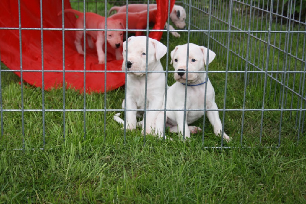Süße Reinrassige Dogo Argentino Welpen zum Verkauf - Hunde - Mannheim