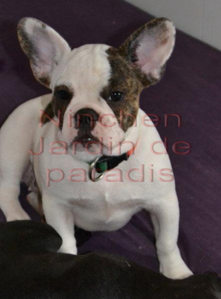 Zwei gesunde Französische Bulldoggen Mädchen mit Pap. - Hunde - Frankfurt am Main