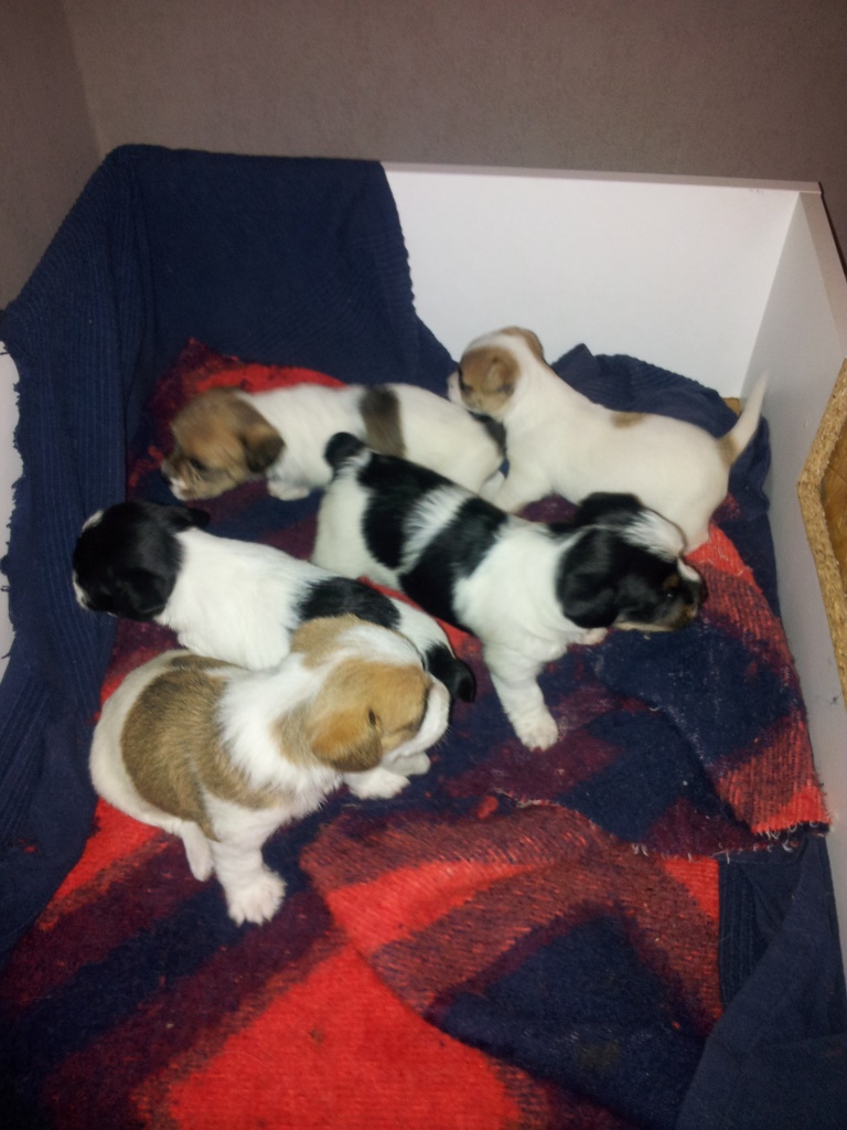 JackRussel Mix Welpen - Hunde - Heidesheim am Rhein