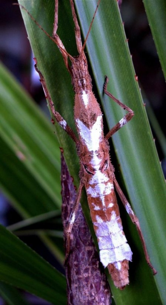 Stab- und Gespenstschrecken an Selbstabholer abzugeben - Insekten - Leichlingen Rheinland