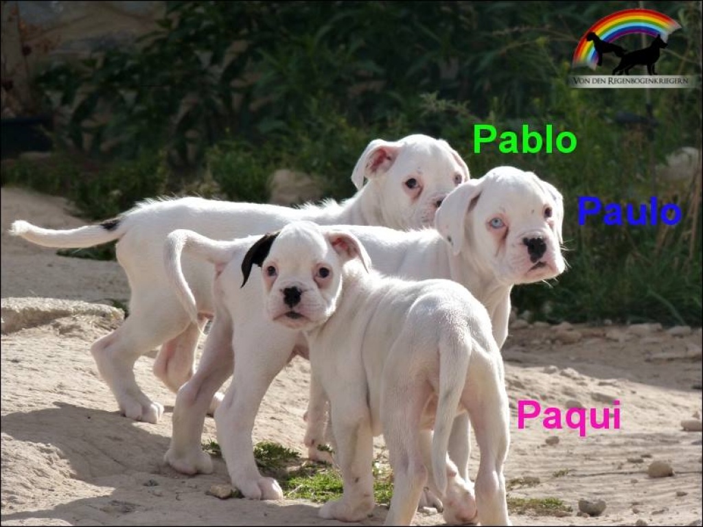 Typvolle weisse Boxerwelpen - Hunde - Spanien