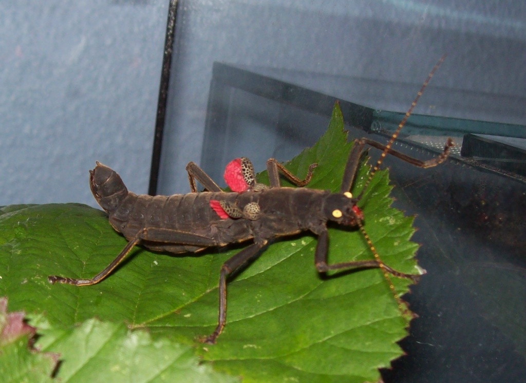 Peruphasma schultei 10Tiere/10 Euro Zuchtansatz - Insekten - Höxter