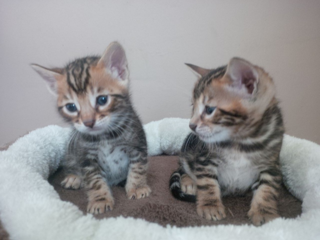 Andere Würfe bald fällig! Erwartete Silvers, Braun, Schnee. - Katzen - Bochum