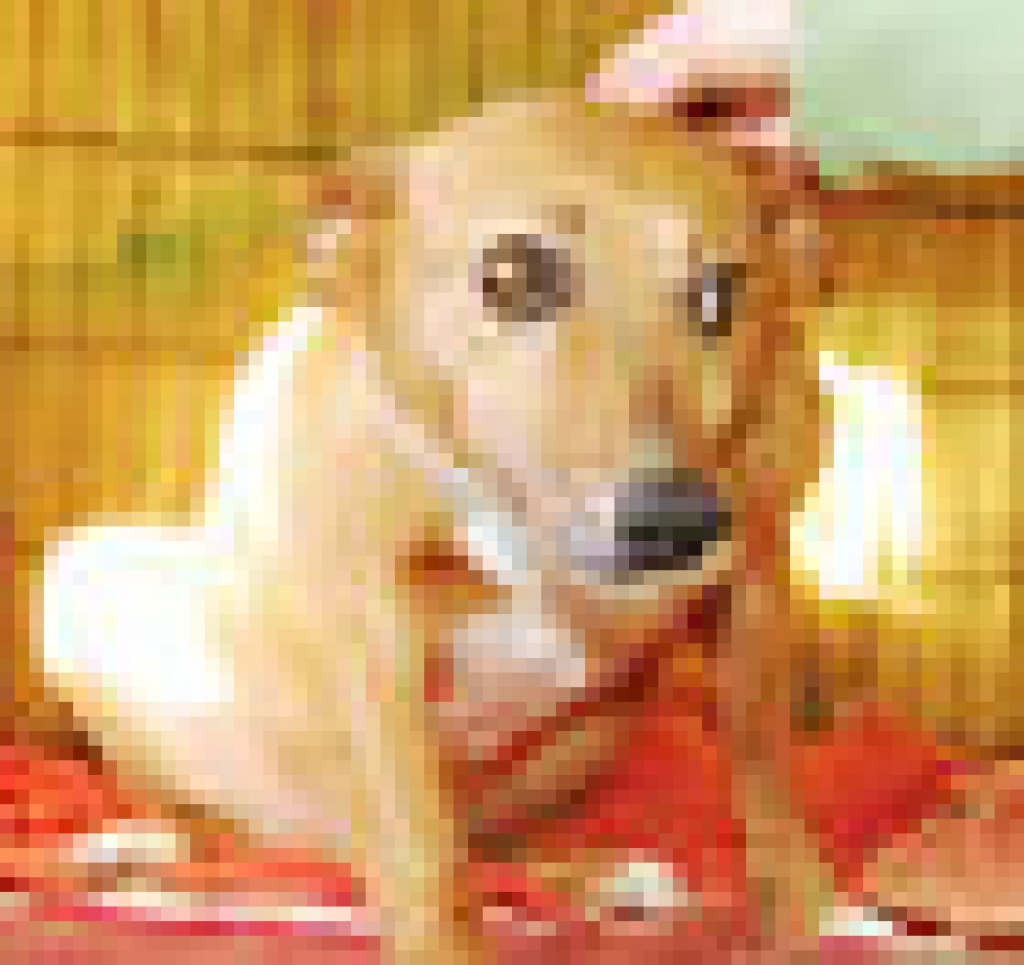 Will mich denn keiner? - Hunde - Wiehl