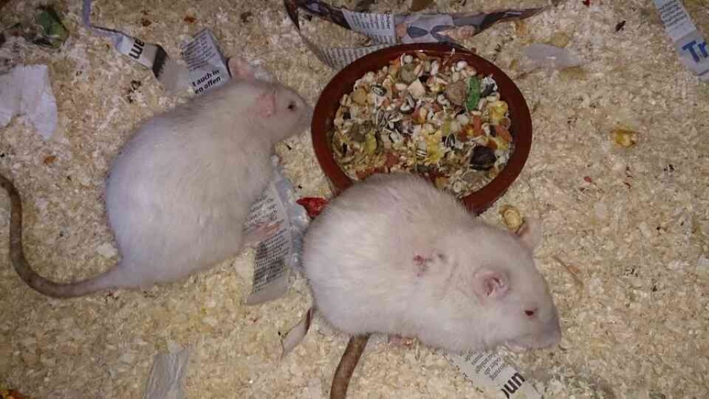 Zwei Rattendamen suchen... - Nagetiere - Sprockhövel