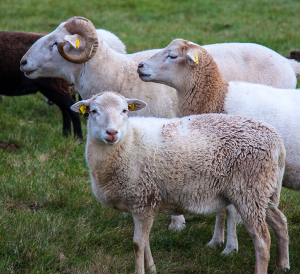 Verkaufe Nolana Zuchtbock geb. 2021 mit Hörner - Nutztiere - Nagel