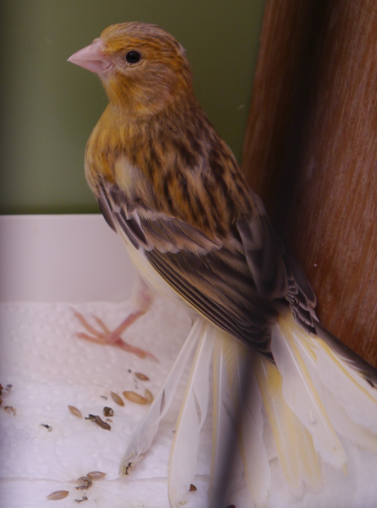 Kanarienvogel vermißt, entflogen - Entlaufen Zugelaufen - Hannover