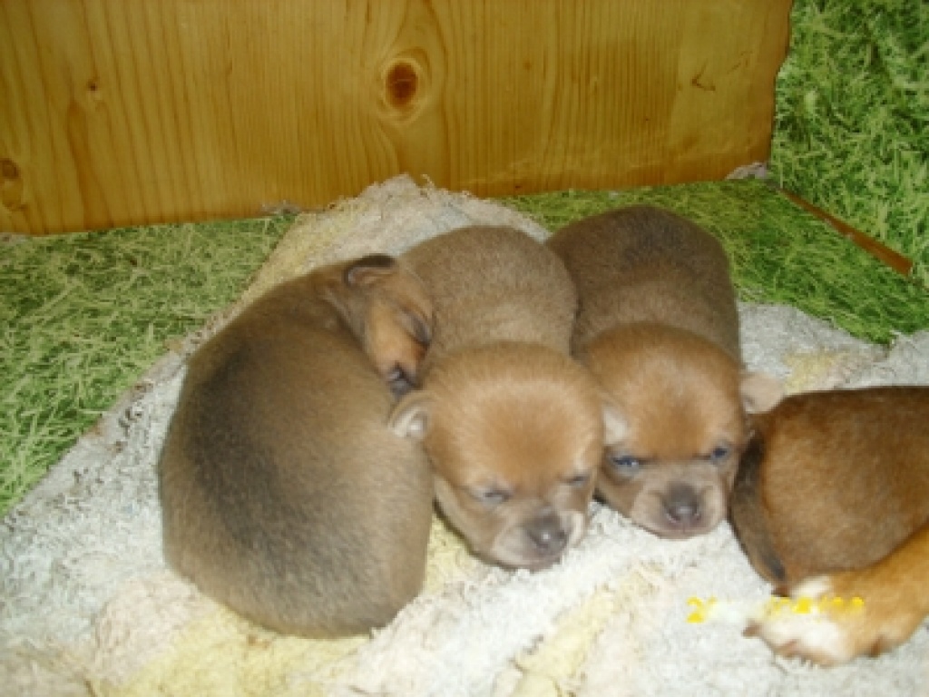 Chihuahuawelpen - Hunde - st. marien