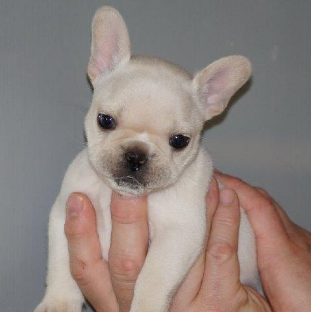 Französische Bulldoggen Rüde in Creme mit Papieren - Hunde - Frankfurt am Main