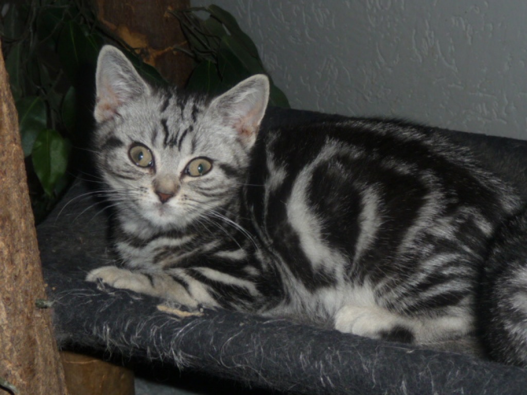 BKH.- Tabby Babys ( im Whiskaslook ) - Katzen - Hennef Sieg