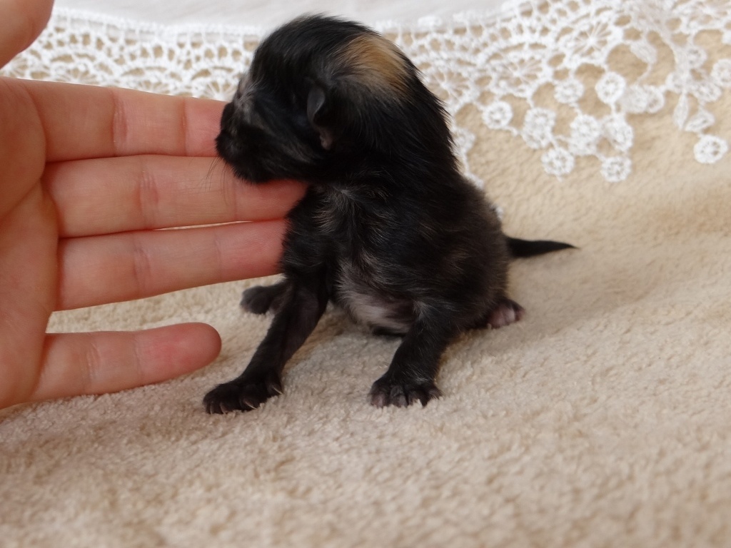 Norwegische Waldkatzen von La- Lea- Lil / Wir haben Babys (Amberträger) - Katzen - Heidenheim an der Brenz