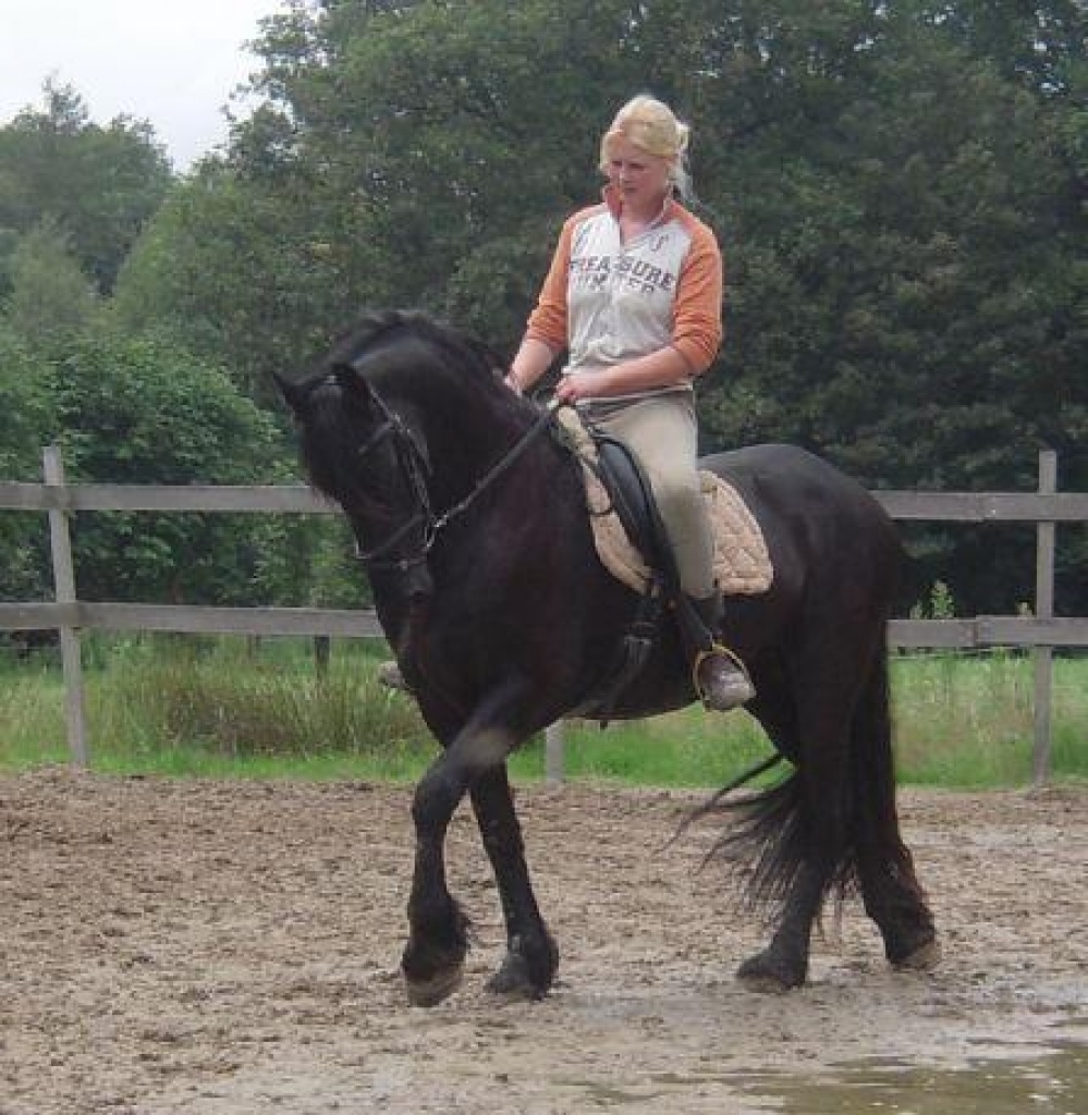 Traum in Schwarz Friesen pferde mit KFPS Papier - Pferde - Wulkow