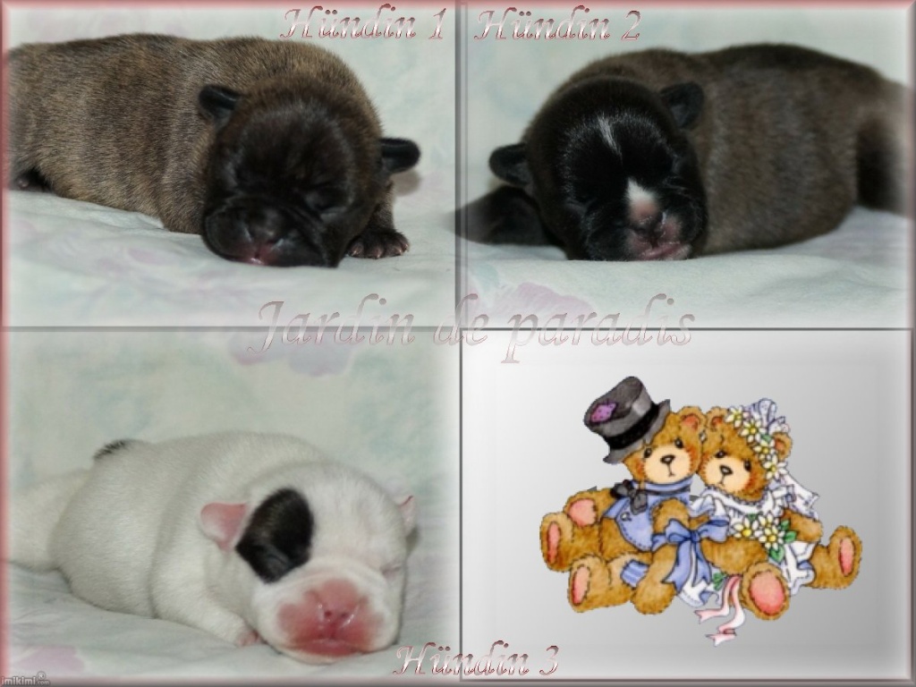 Französische Bulldoggen dürfen zu mitte September umziehen - Hunde - Frankfurt am Main
