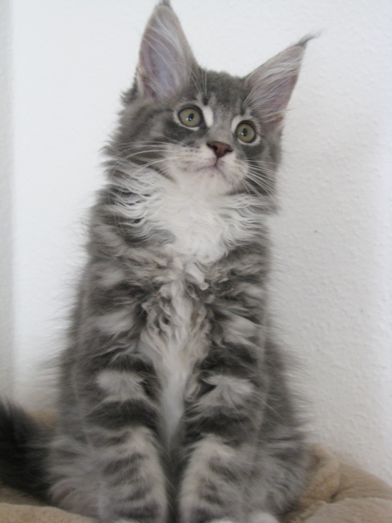 Schöne typvolle Maine Coon Kitten mit Stammbaum - Katzen - Grevenbroich