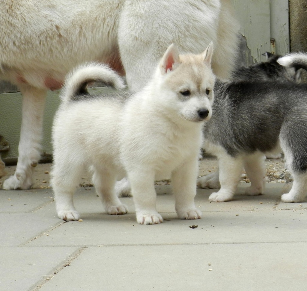 Siberian husky welpen - Hunde - Warstein