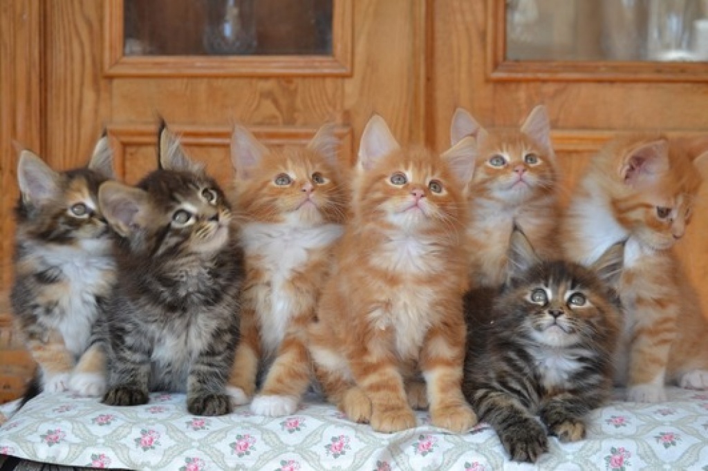Zuckersüße Maine Coon Feuermelder - Katzen - Düsseldorf