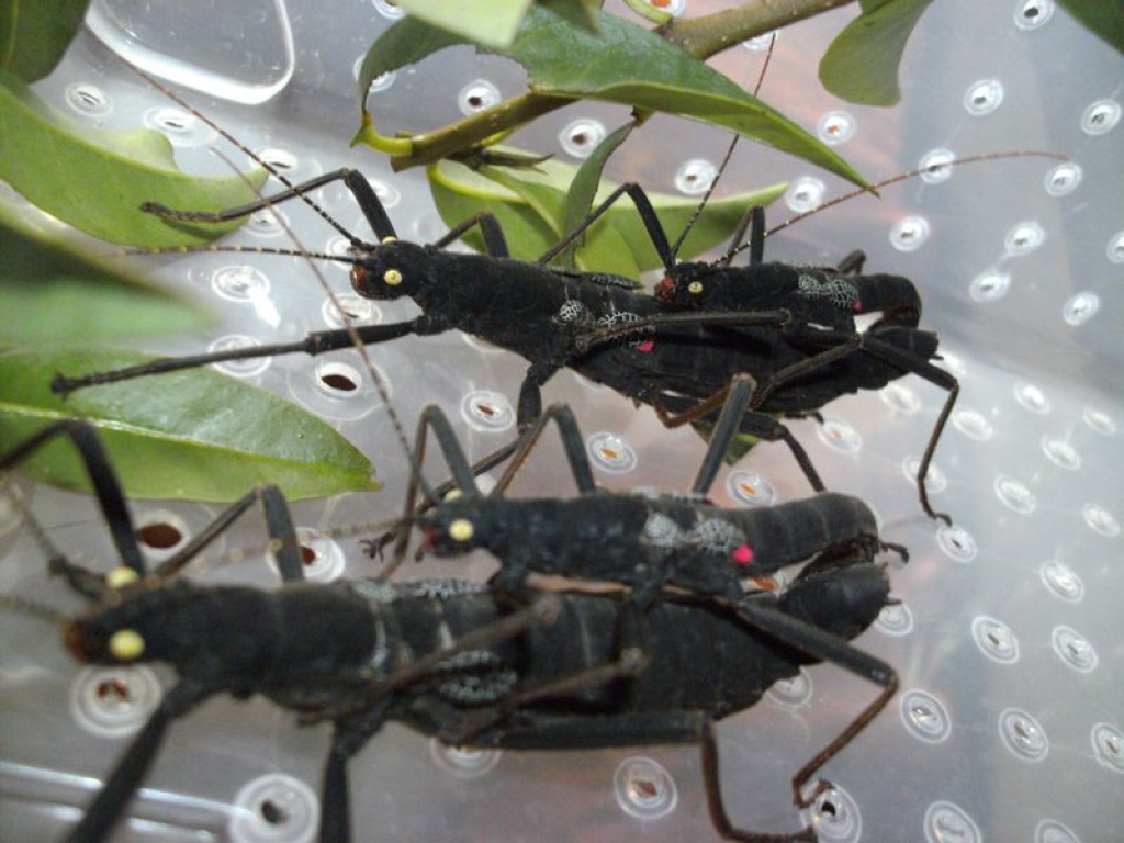 Börse Dillingen am 04.10.2021 - Insekten - Hermeskeil