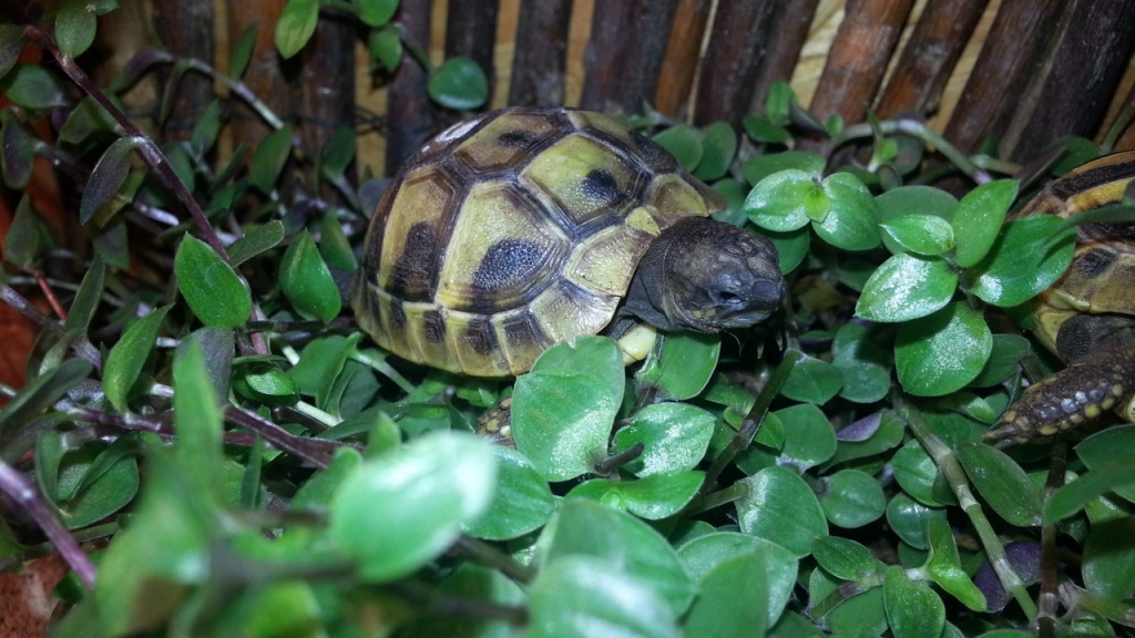 Verkaufe schöne und agile Griechische Landschildkröten aus 2021 - Reptilien - Elsdorf