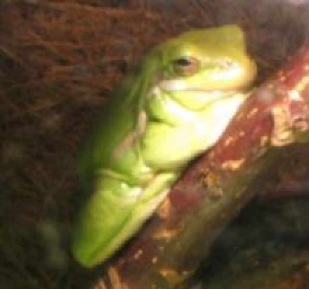 Erfahrene Tierbetreuung im EN-Kreis, Hagen und Dortmund - Dienstleistungen - Wetter Ruhr