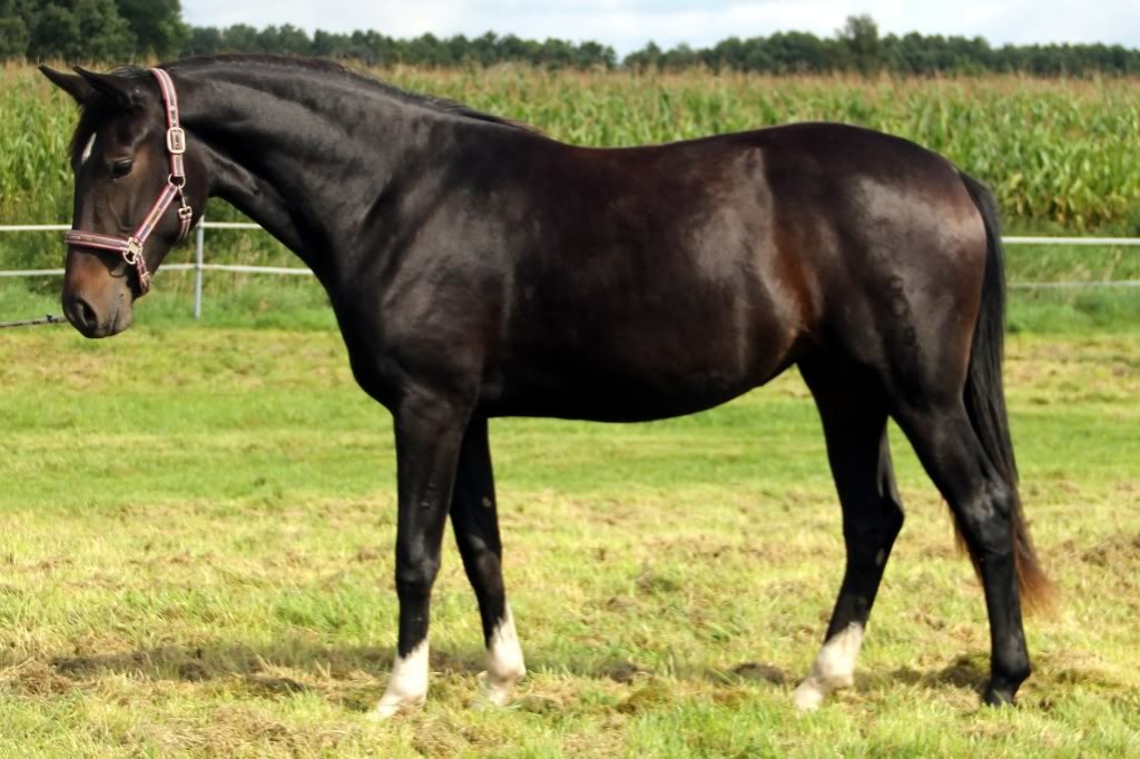 Suche Anfängerpferd ab 1,60 :) - Pferde - Lauschgrün