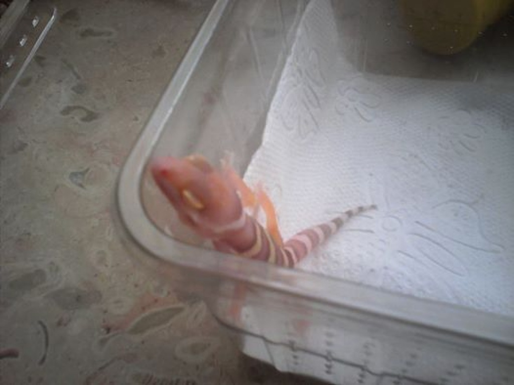 Leopardgeckos Gruppen +Jungtiere - Reptilien - Itzehoe