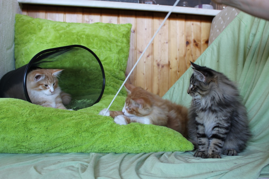 Zuckersüße norwegische Waldkatzen - Katzen - Lindau Bodensee