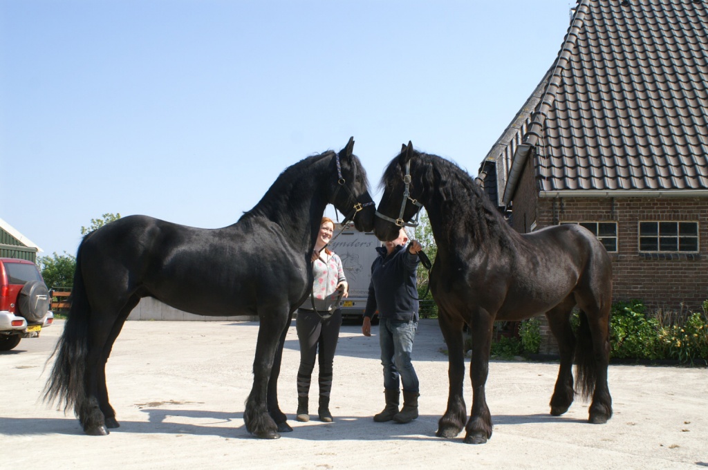 2 Super schickes Gespann Friesen - Pferde - Bad Salzuflen