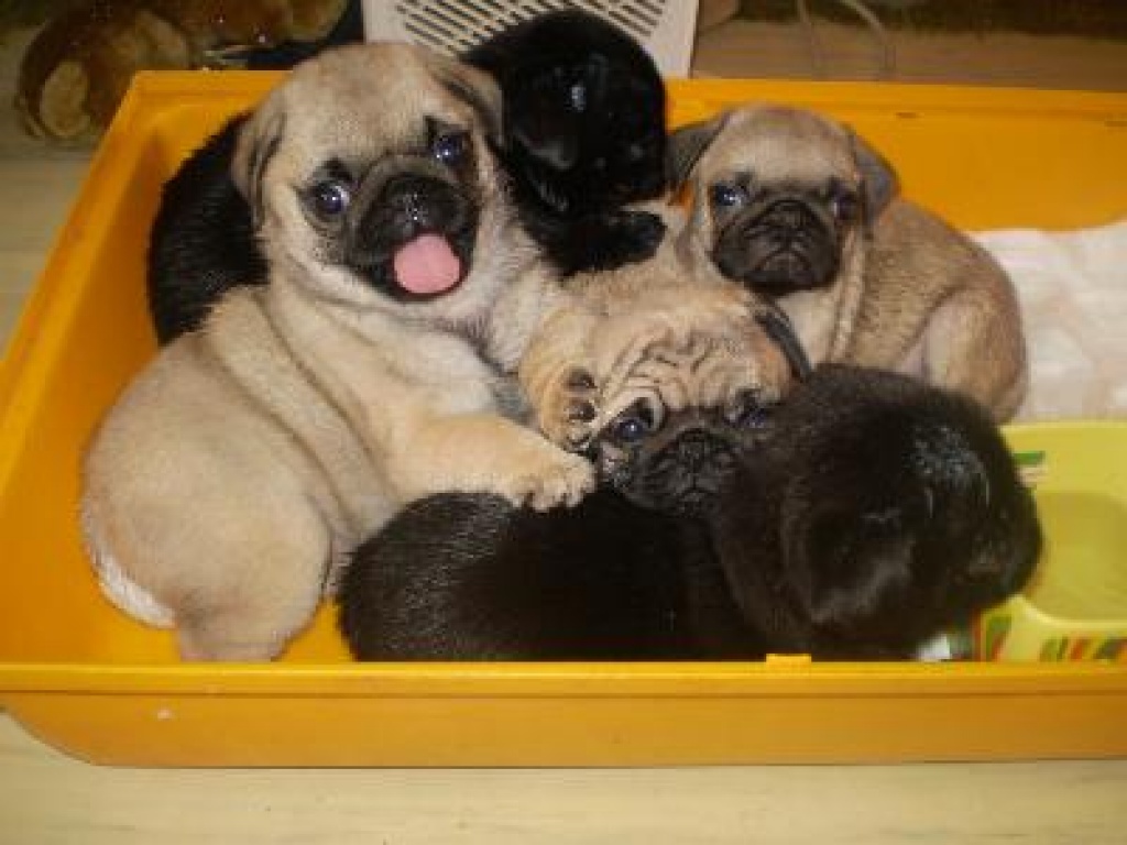 Mopswelpen - Hunde - Dortmund