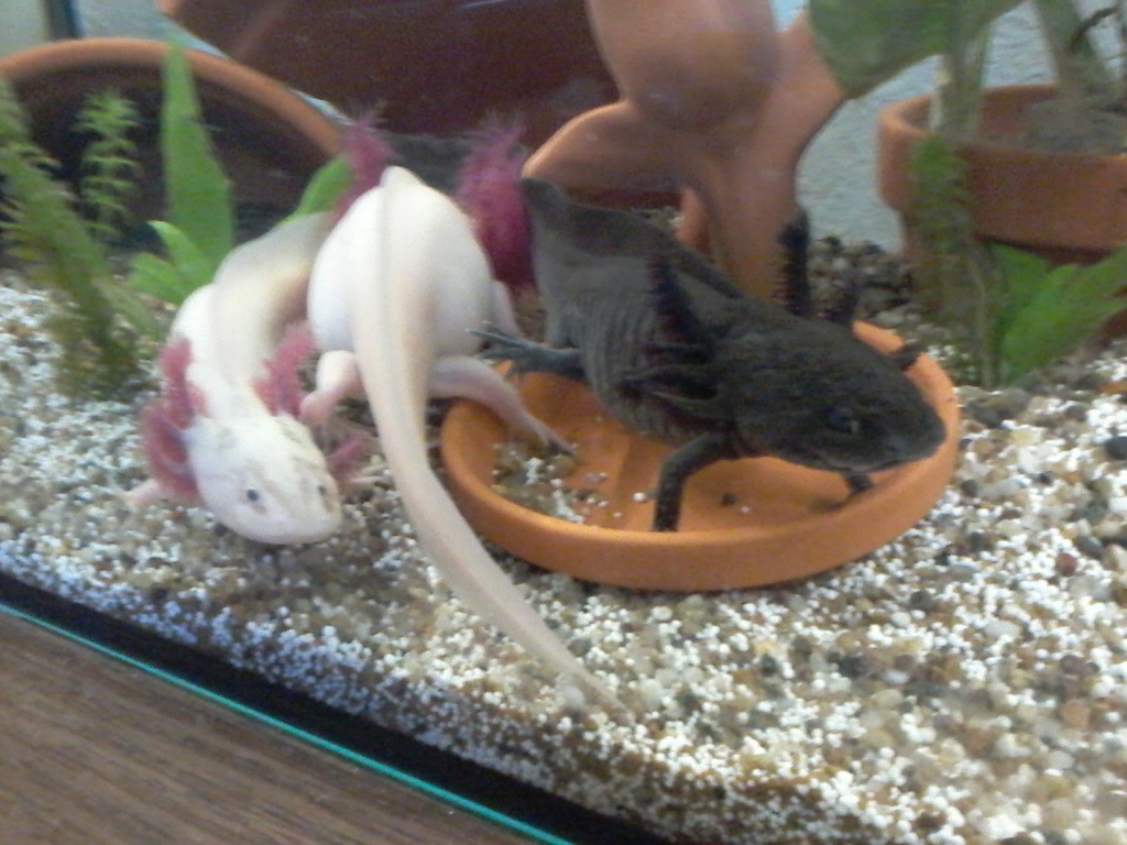 Axolotl Nachzuchten zu verkaufen - Amphibien - Coburg