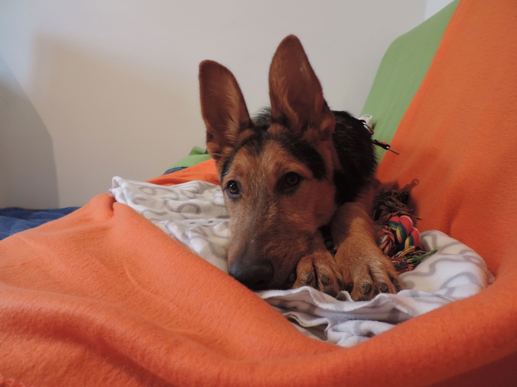 Santos sucht ein liebevolles Zuhause - Hunde - Innsbruck