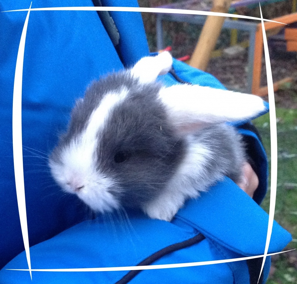 NHD Zwergwidder Miniwidder Minilop - Nagetiere - Osnabrück