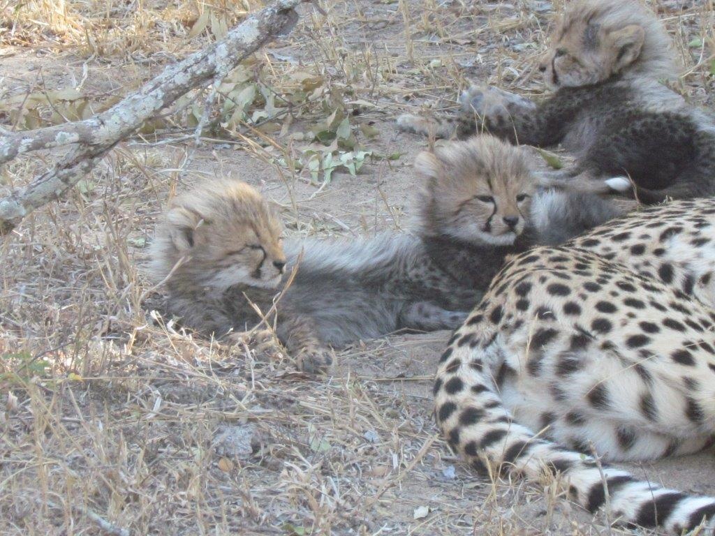 Südafrika 1200 ha Wildlife Safari Farm Big 5 - Sonstiges - Hoedspruit