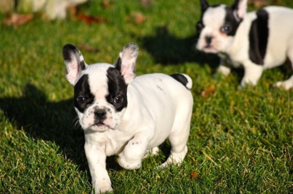 Süße französische Bulldoggen Welpen - Hunde - Berlin