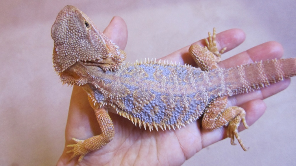 Bartagamen (Pogona Vitticeps): Jungtiere mit seltenem Blauanteil - Reptilien - Achim