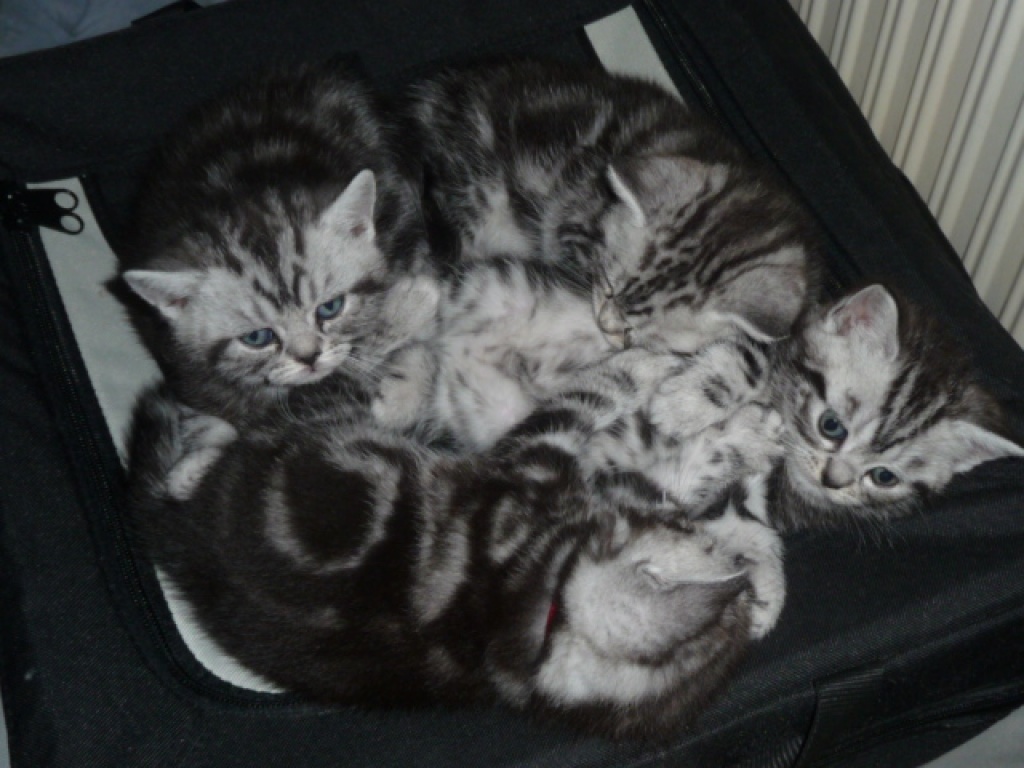 Britisch Kurzhaar Babys ( Whiskaskätzchen ) - Katzen - Hennef Sieg