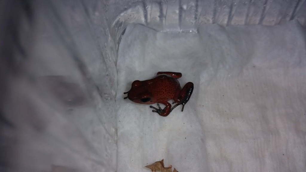 Oophaga Pumilio Bribri - Amphibien - Neuwied
