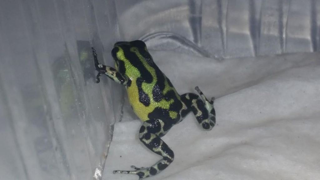 Oophaga Pumilio Rambala - Amphibien - Neuwied