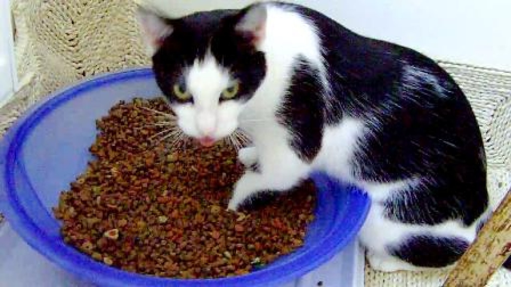 Katzen-Pension SCHNURRI bietet ganzjährig besten Catsitting-Service - Dienstleistungen - Kleinsendelbach