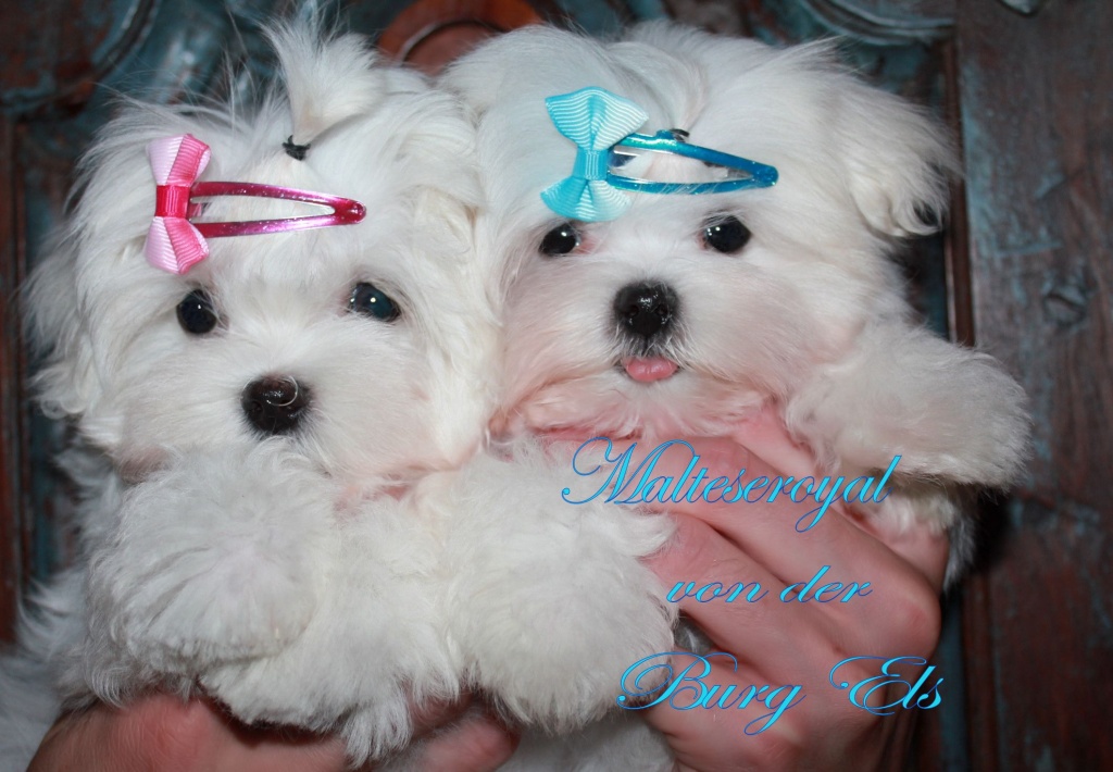 Malteser Welpen,Mini Malteser,Teacup Malteser, kleine, exclusive amerikanische u - Hunde - Dohr