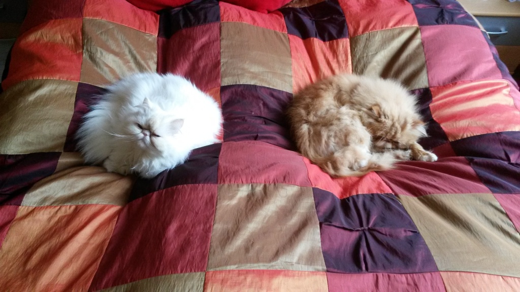 2 Liebe Perserkatzen suchen ein neues zu Hause - Katzen - Hettstedt