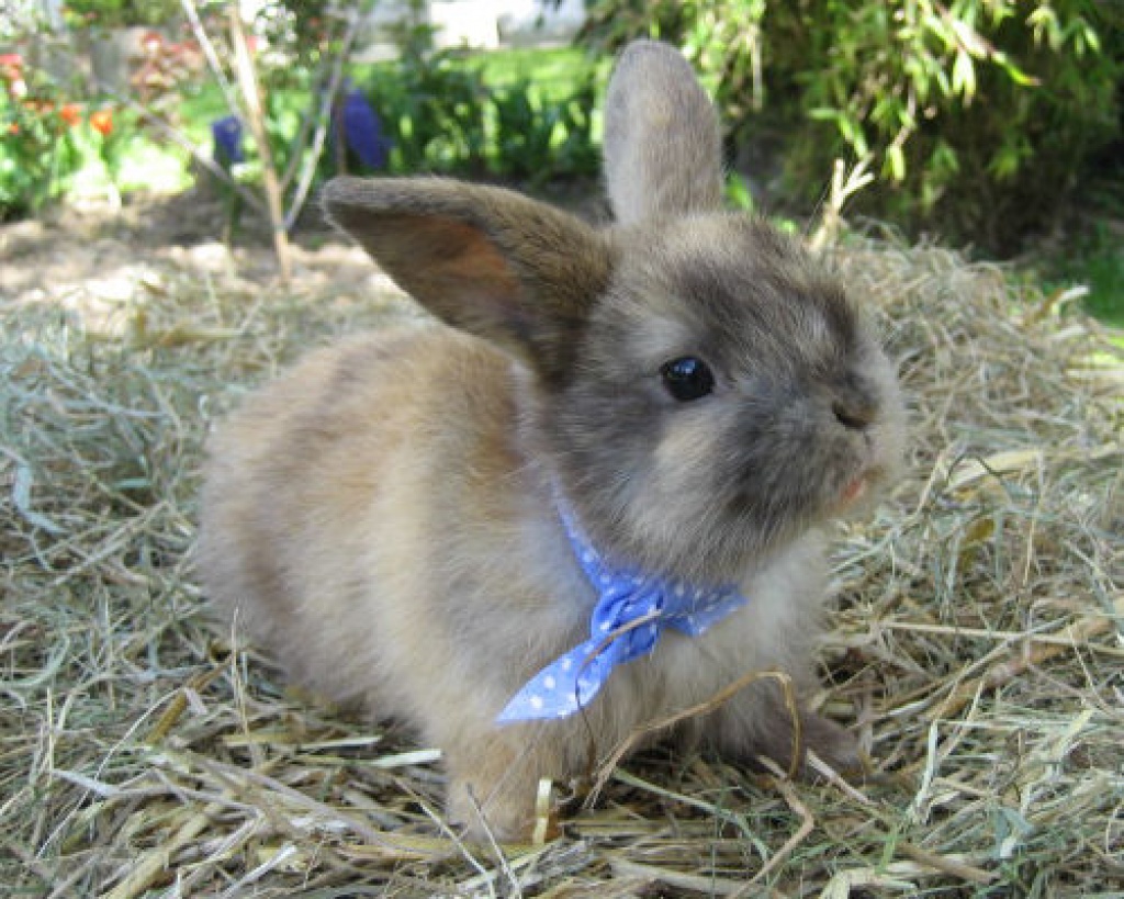 Zwergkaninchen Schlappi braun und schwarz - Nagetiere - Wellen