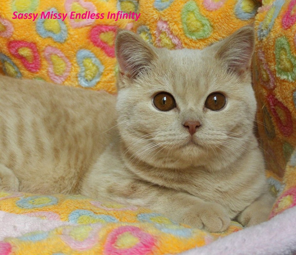 Wunderschöne BKH Mädchen in creme - Katzen - Nitra