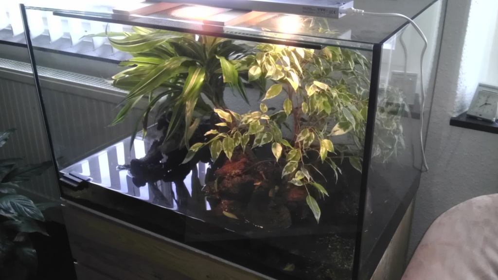 Wunderschönes Terrarium mit Unken und exot. Molch - Amphibien - Solingen
