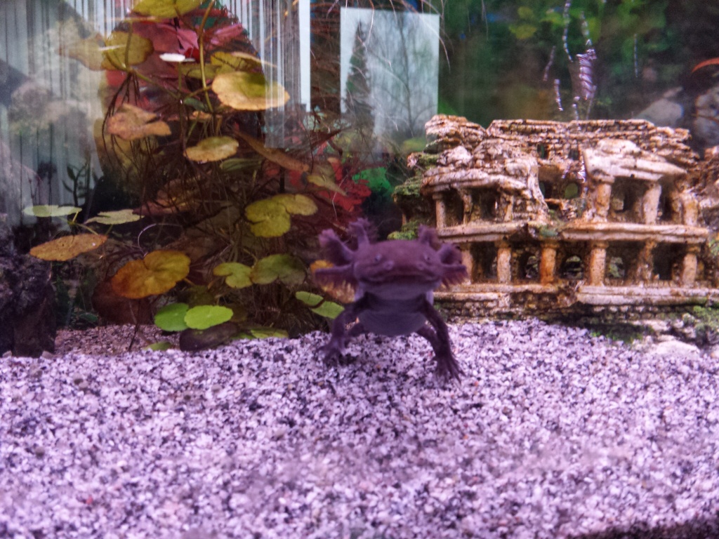 Axolotl Wildlinge - Amphibien - Gerabronn