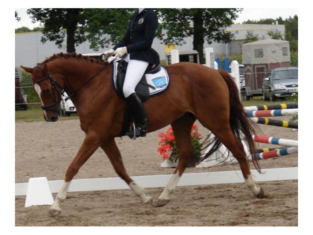 Hübscher, sensibler Sportpferdewallach zu verkaufen - Pferde - Kolkwitz