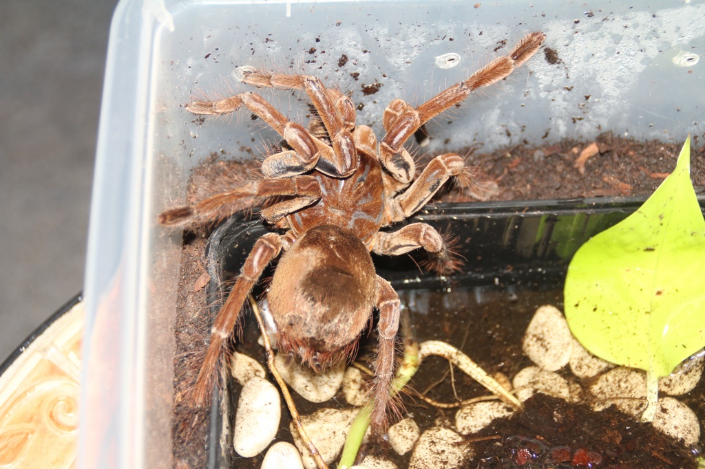 XXL Theraphosa stirmi, tolle Tiere aus Surinam - Insekten - Gelsenkirchen