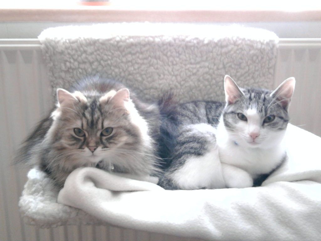 Mischlingskatze und Halbpersermix abzugeben - Katzen - Weißenfels