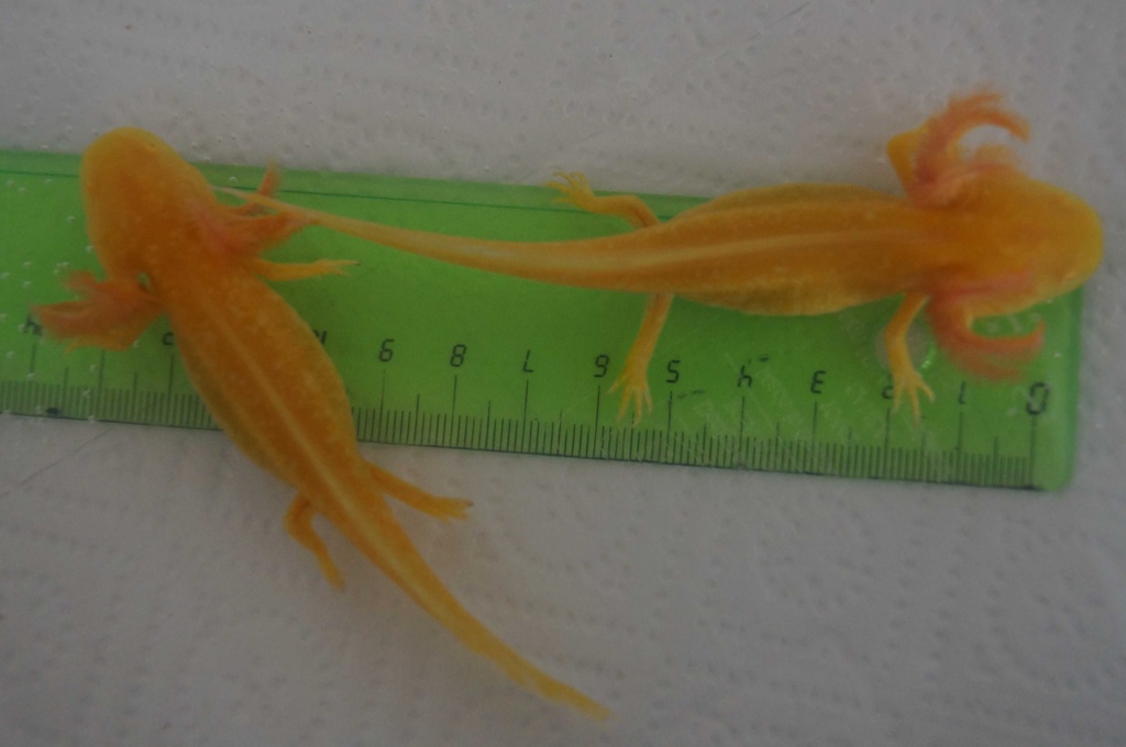 Axolotl Goldalbino Jungtiere 10-12 cm abzugeben - Amphibien - Oberursel Taunus