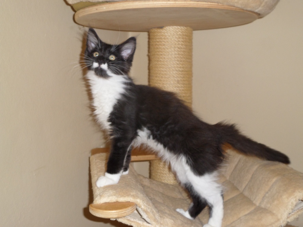 Wunderschönes Maine Coon Katerchen - Katzen - Vohburg an der Donau